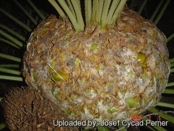 Cycas pectinata