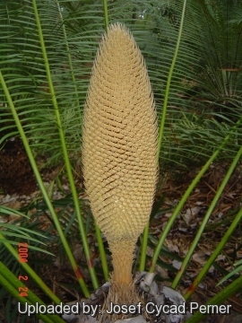 Cycas pectinata