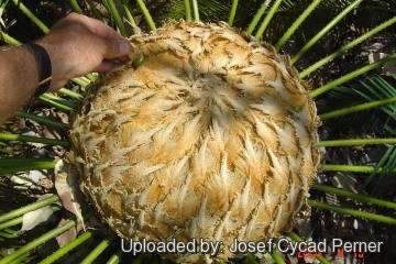 Cycas pectinata