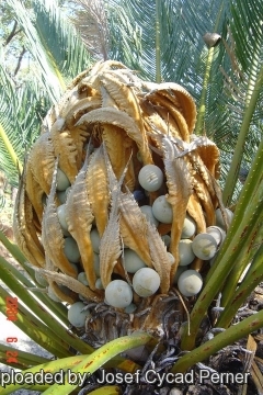 Cycas pruinosa