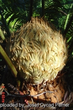 Cycas revoluta