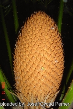 Cycas rumphii