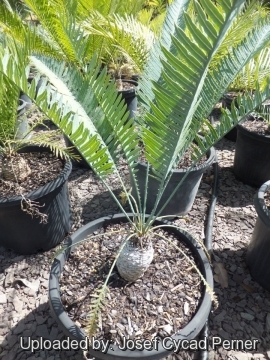 Cycas conferta