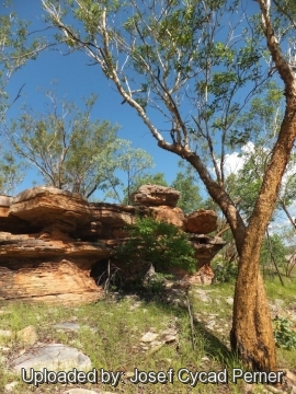 Eucalyptus phoenicea