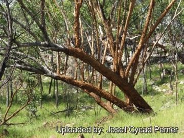 Eucalyptus phoenicea