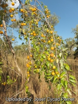 Petalostigma pubescens