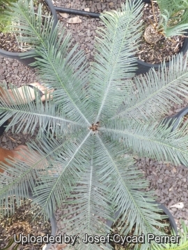 Cycas calcicola