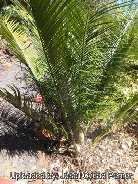 Zamia inermis