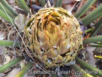 Cycas wadei