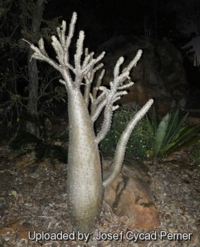 Pachypodium lealii