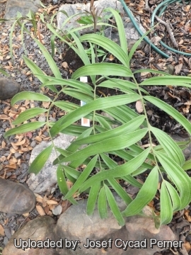 Ceratozamia latifolia