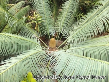 Microcycas calocoma