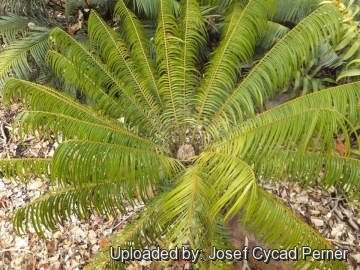 Microcycas calocoma