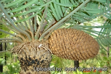 Cycas armstrongii