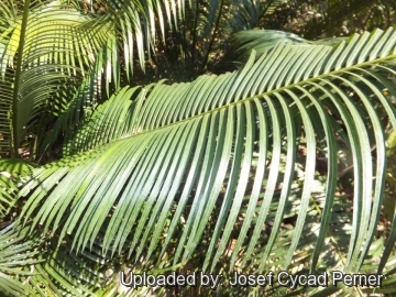 Cycas macrocarpa