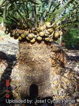 Cycas basaltica