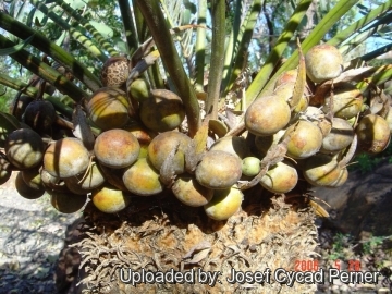 Cycas basaltica