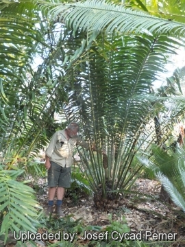 Encephalartos laurentianus