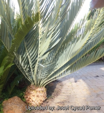 Encephalartos nubimontanus