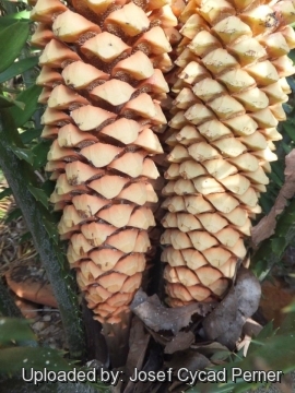 Encephalartos sclavoi