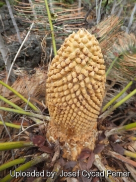 Cycas calcicola