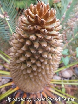 Cycas cairnsiana