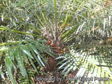 Cycas rumphii