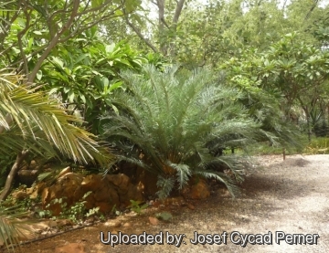 Cycas couttsiana