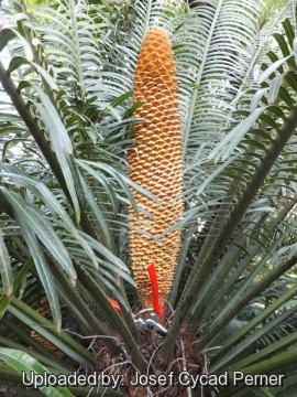 Cycas bougainvilleana