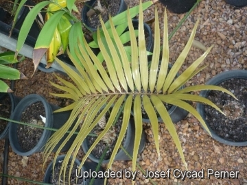 Zamia standleyi