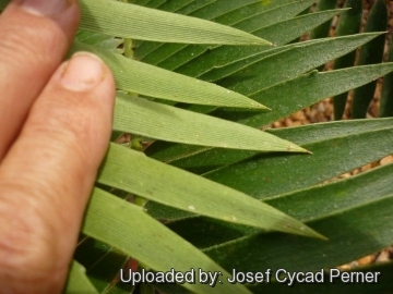 Encephalartos heenanii