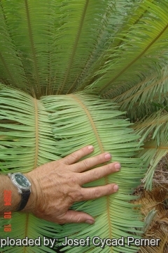 Cycas maconochiei