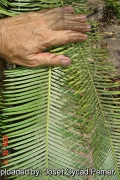 Cycas maconochiei subs. lanata