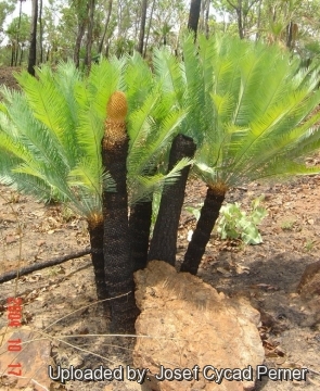 Cycas canalis