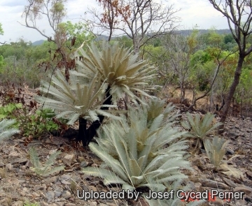 Cycas calcicola