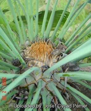 Cycas conferta