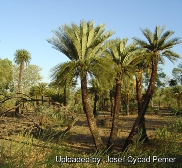 Cycas angulata