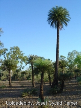 Cycas angulata