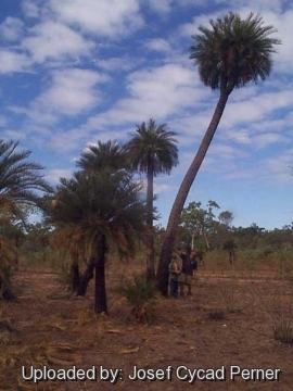 Cycas angulata