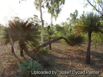 Cycas angulata