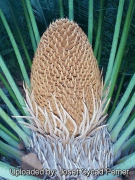 Cycas angulata