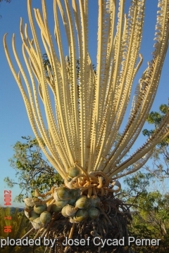 Cycas calcicola