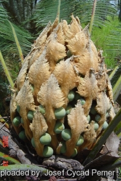 Cycas calcicola