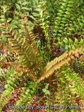 Zamia vazquezii