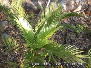 Zamia encephalartoides