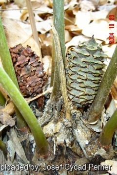 Ceratozamia hildae