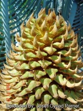 Cycas cairnsiana