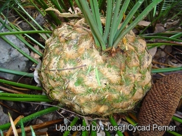 Cycas clivicola