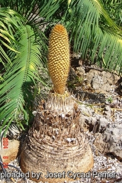 Cycas elephantipes