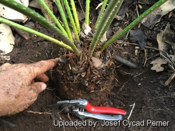 Cycas arnhemica